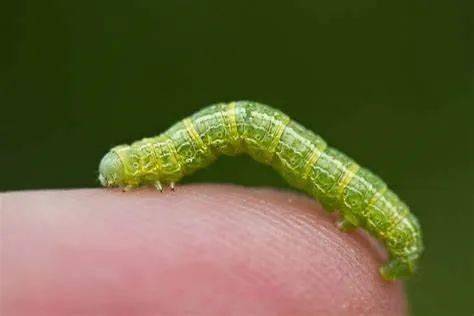 inchworm 尺蠖读完,可以打印下面这些图片,可以带着孩子涂色.