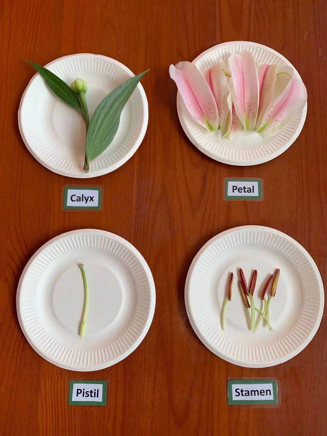 伊顿教学送你一朵彩虹花茉莉班学期主题探究总结