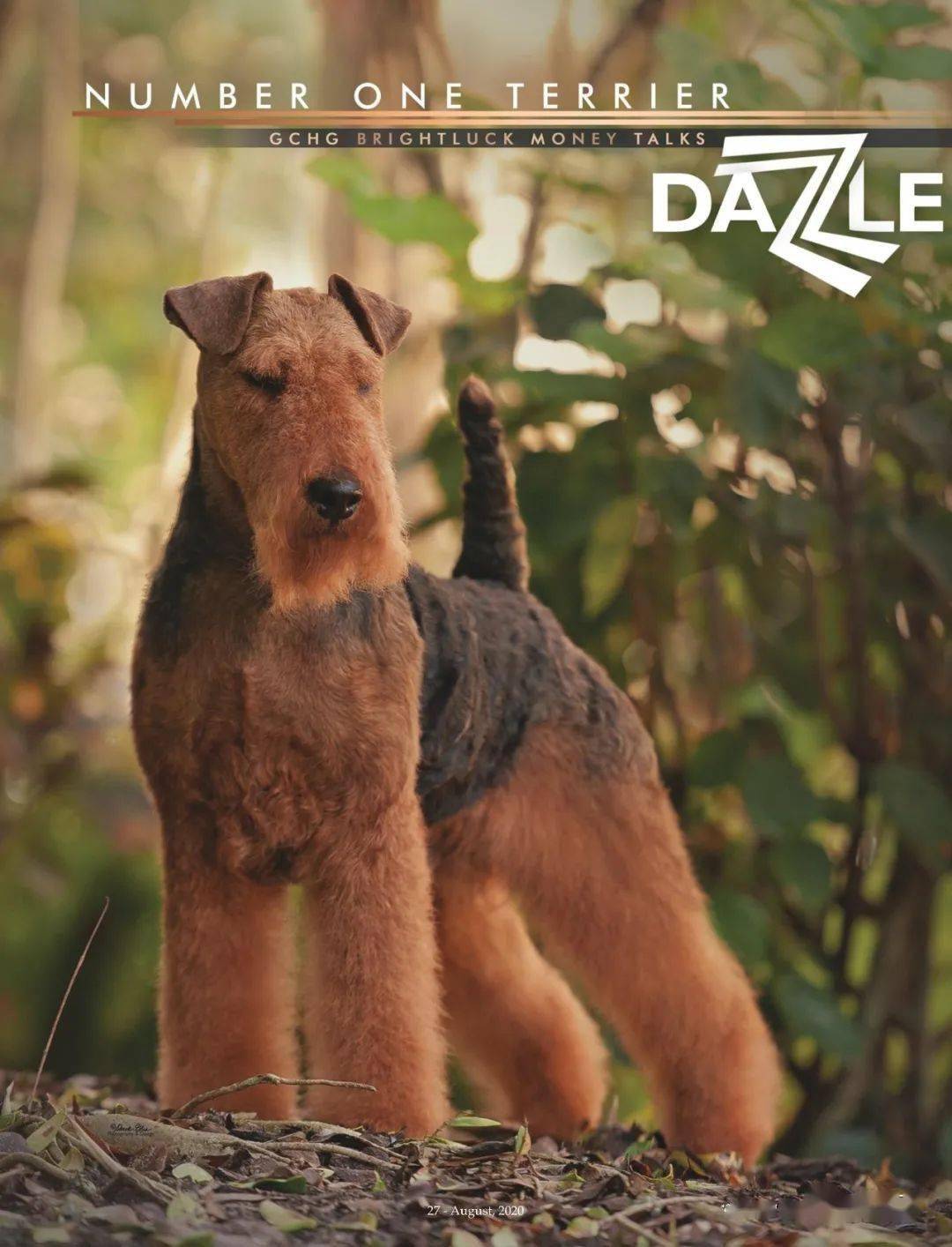 2020年度美国akc梗犬组排行榜top10