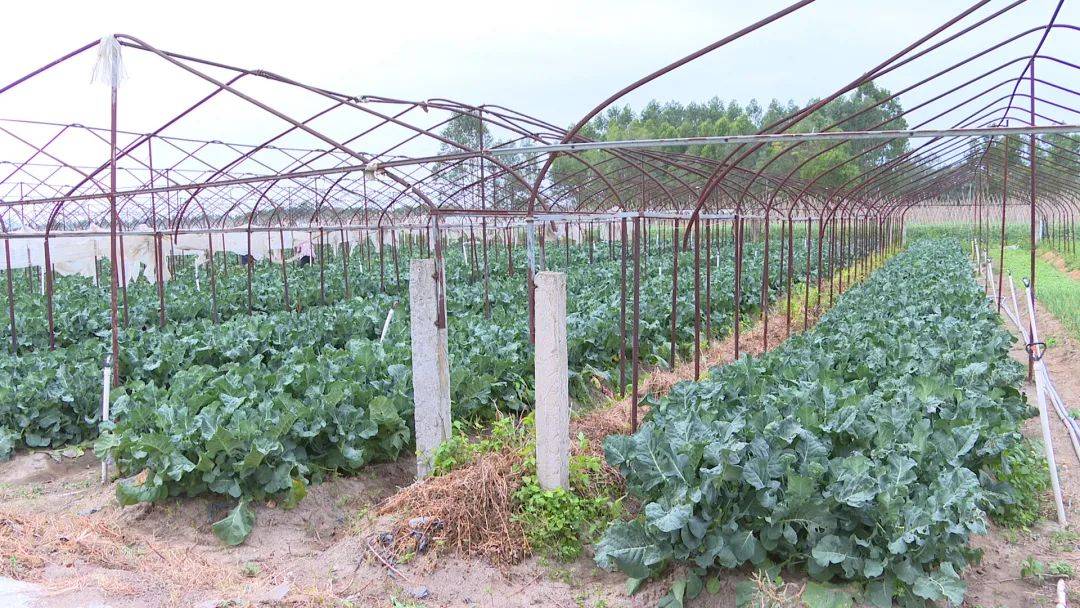 西兰苔上市!阳西县新墟镇这款"名特优"无公害农产品名副其实……_种植