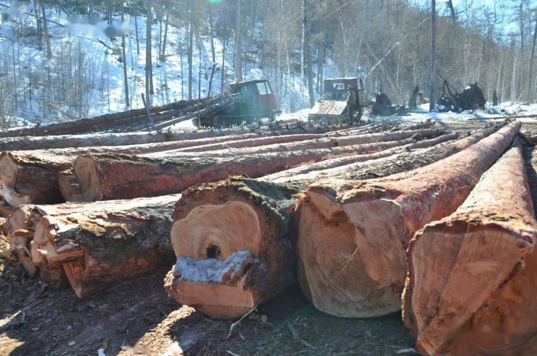6年前金河局亚金沟林场小工队作业场景…_大兴安岭