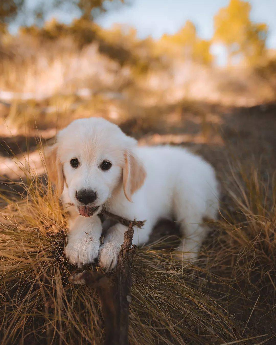 奶白色的小金毛,不得不喜欢呢