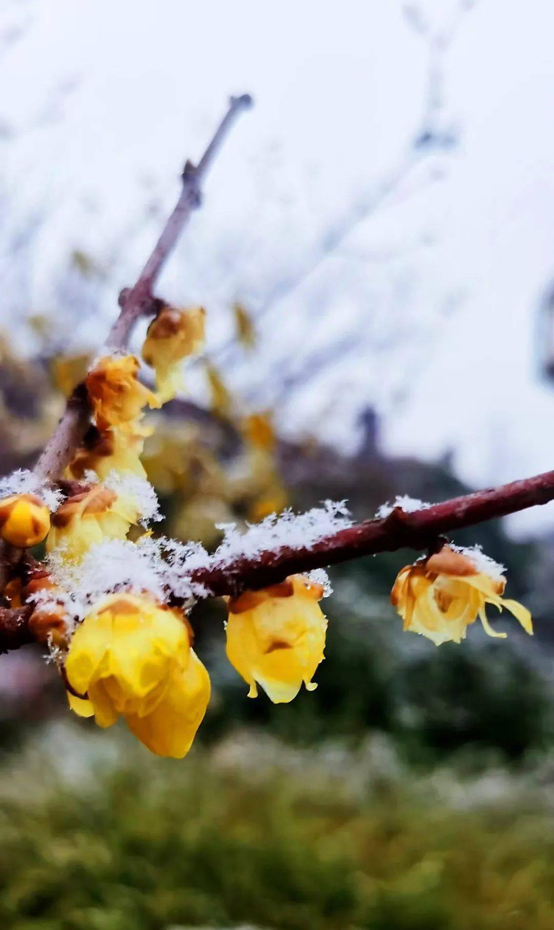 梅雪争春未肯降,骚人阁笔费评章.梅须逊雪三分白,雪却输梅一段香.