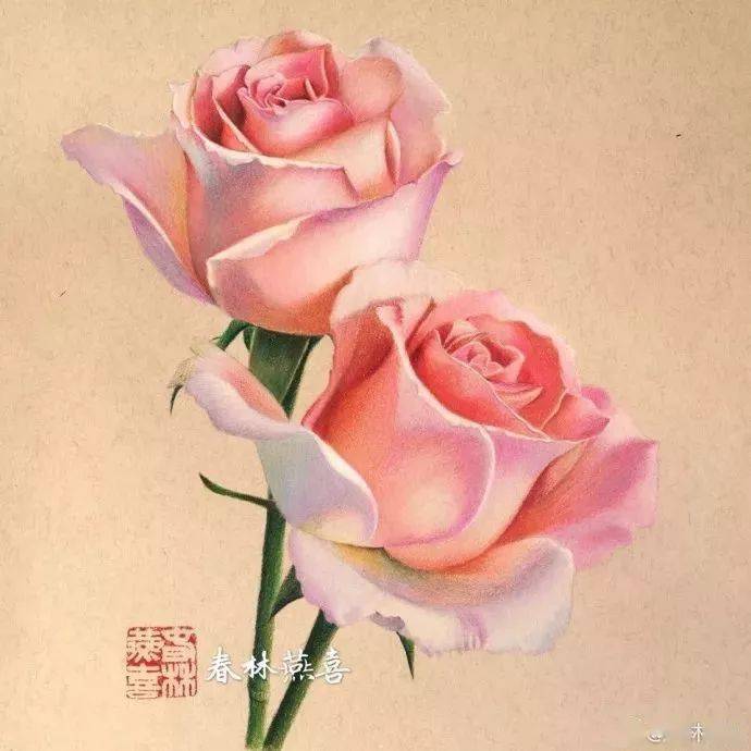 彩铅画入门教程 | 彩铅花卉欣赏及步骤教程_丝蒂摩