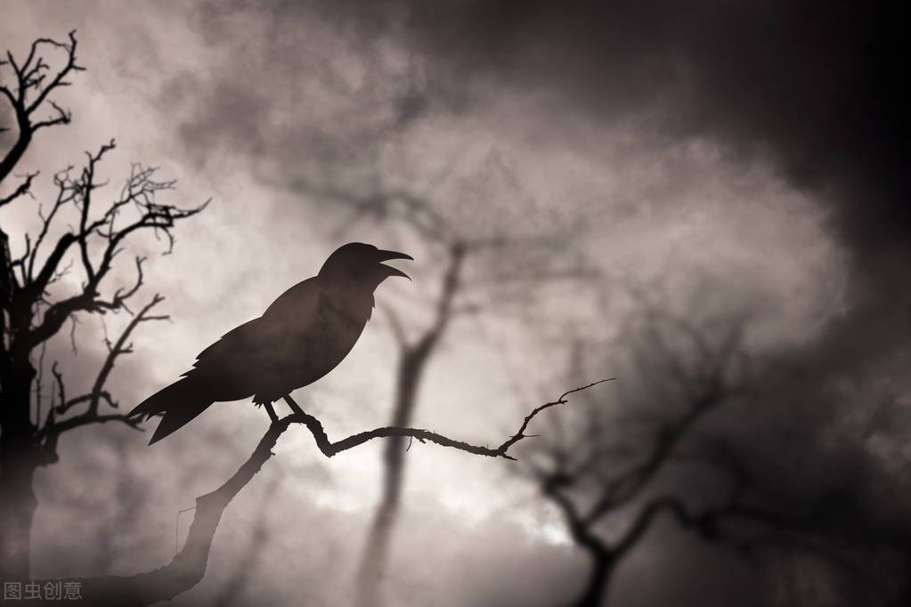 读《乌鸦》:乌鸦一旦有了意志,飞翔也会轻松起来