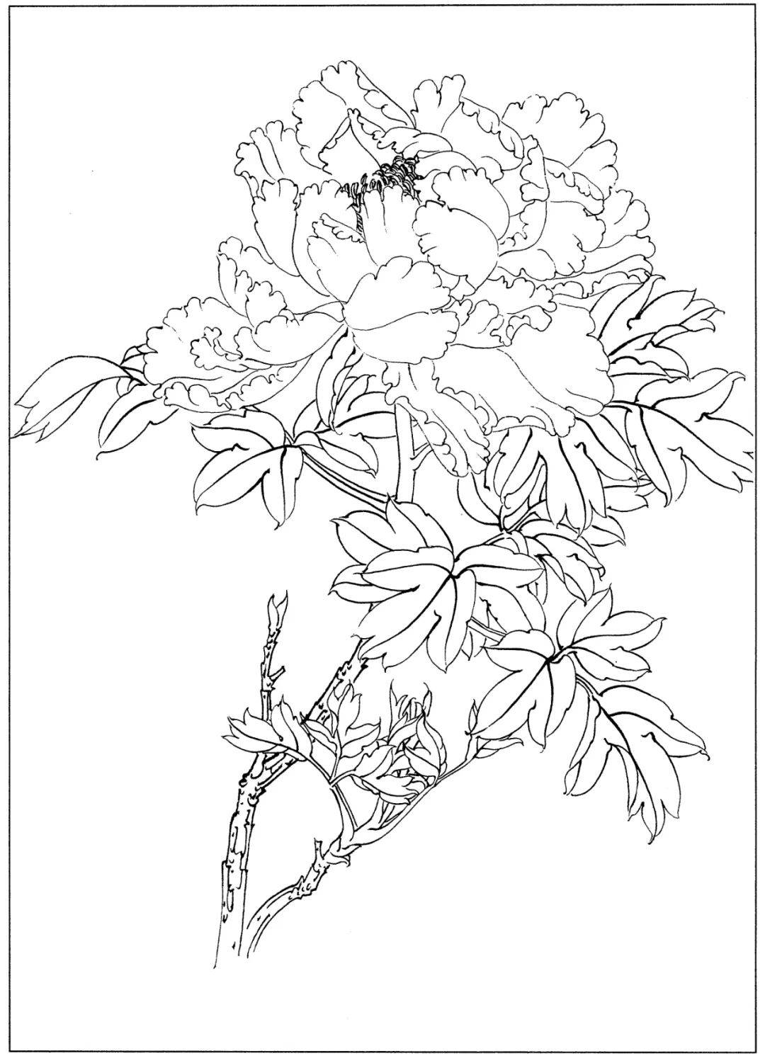 花卉白描线稿分享给你简单易学收藏起来临摹