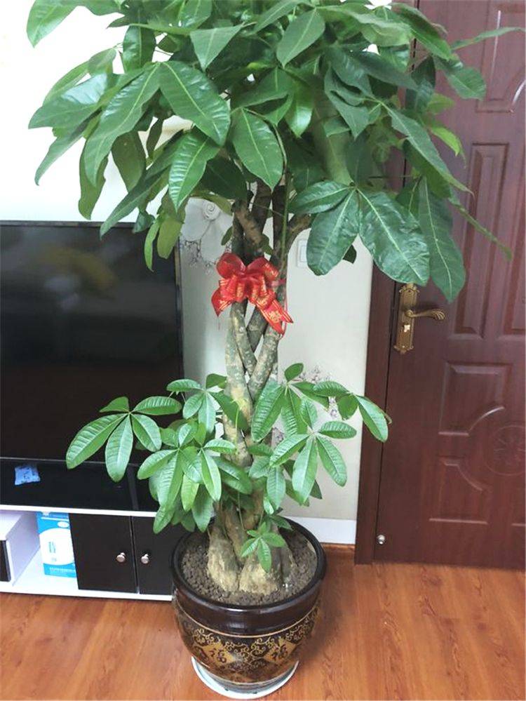 怎样养好发财树盆栽?注意3个小问题,年年翠绿鲜活,叶子多_花盆