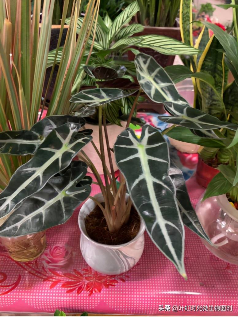 竹芋虽好养但在冬季这三点需要格外注意