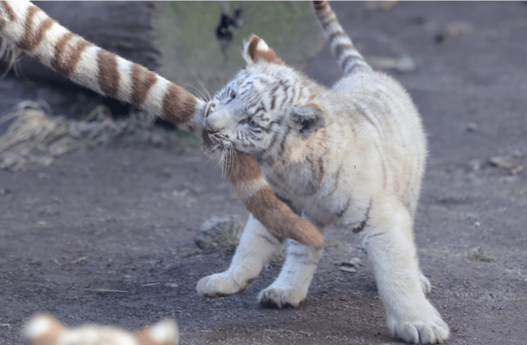 小老虎偷咬妈妈的尾巴,虎妈满脸无奈:这不是逗猫棒啊!