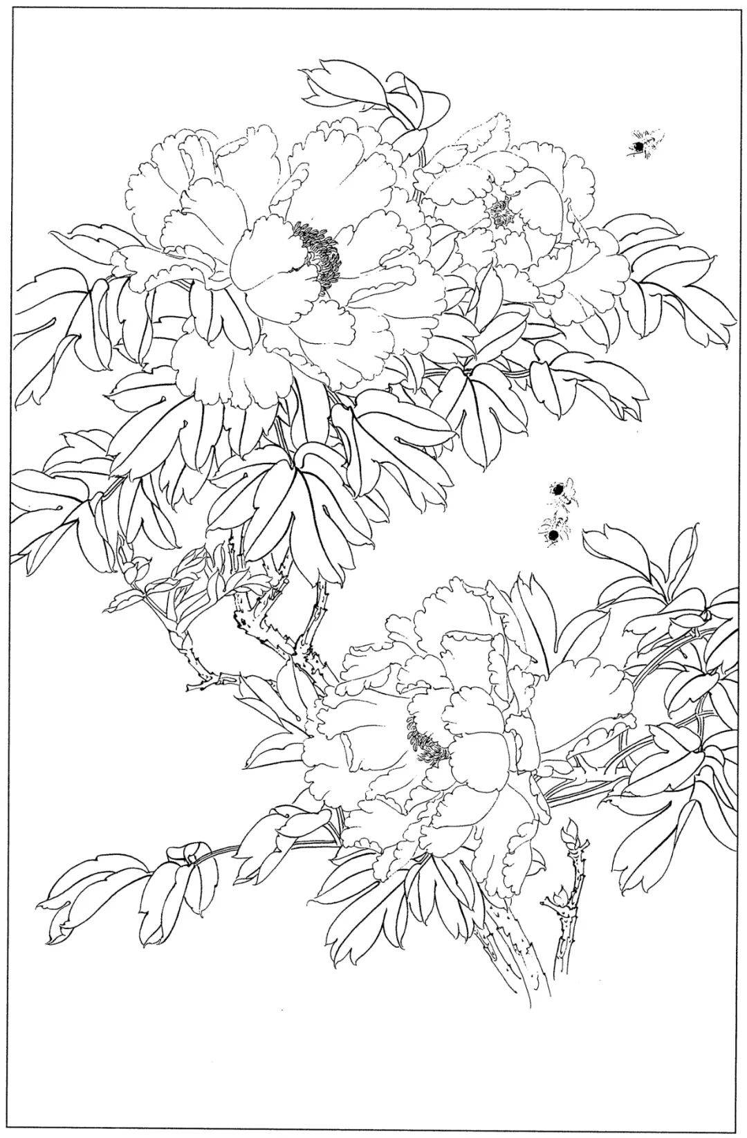 花卉白描线稿分享给你简单易学收藏起来临摹