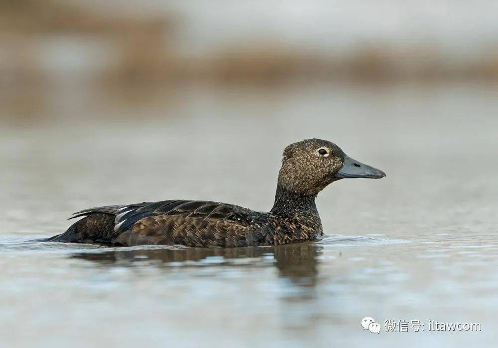 物种图册-小绒鸭(公布60期猜动物的答案)_海岸