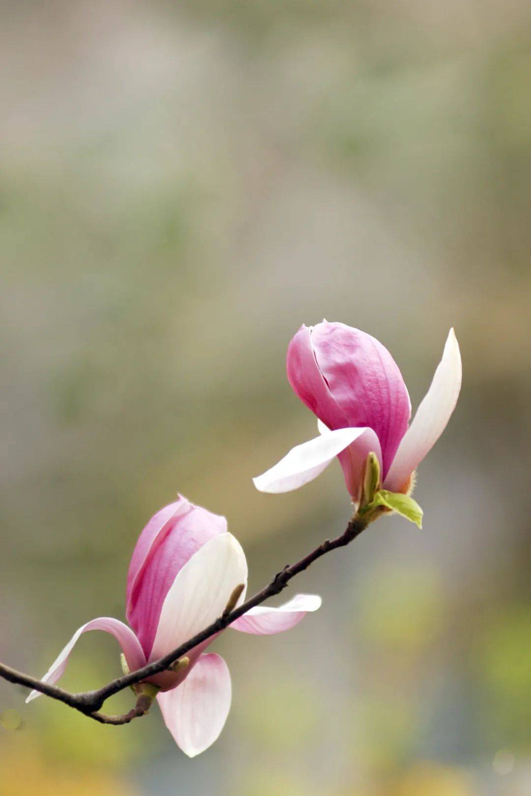 春城秀玉蘭飄香處花開早迎春