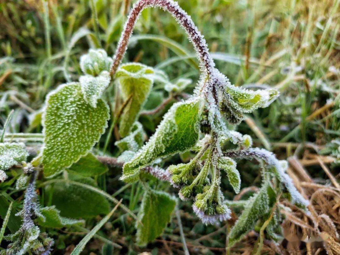 视频 图集!台山满地霜华浓似雪