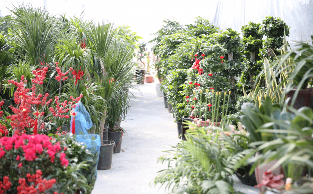 丽水花鸟市场搬新址快过年了得去一趟