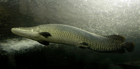 在亚马逊流域里如果食人鱼是无情的冷血杀手,那巨骨舌鱼就是,连杀手都