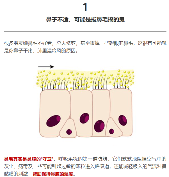 或者有挖鼻子的习惯,鼻腔,鼻毛及毛囊受到刺激,鼻毛也会自己脱落