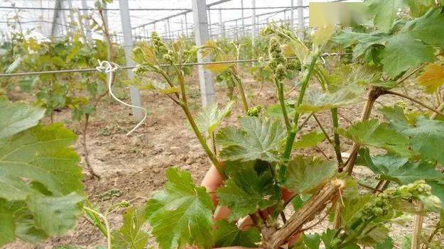 栽培葡萄如何打破休眠葡萄破眠剂的选择施用方法及注意事项