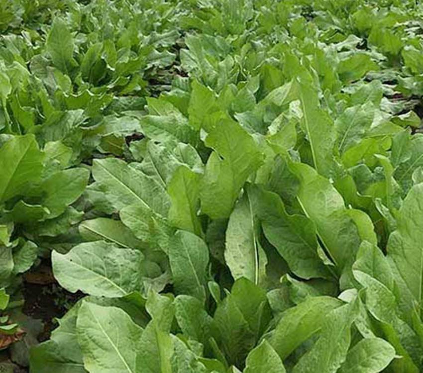 亩产40吨的食叶草播种一次收获20年农村又一高效种植