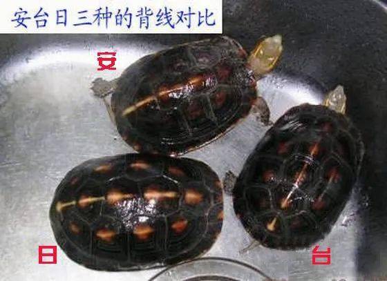 如何区分安缘、台缘、大陆非安以及杂缘？_颜色