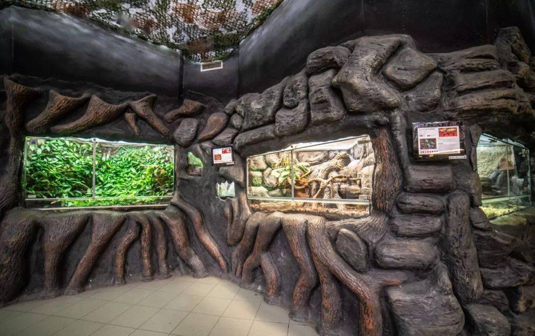 我的梦想是把自己装进雨林生态缸波兰人真幸福扎莫