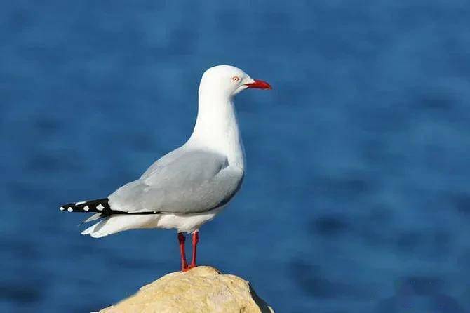 海猫,是一种会飞的鸟,海州湾渔民对它们像自己或邻家的孩子_渔船