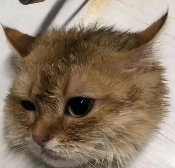 猫咪被卡在木板上,拿着大锯割猫头,猫咪淡定的卖小萌_手机搜狐网