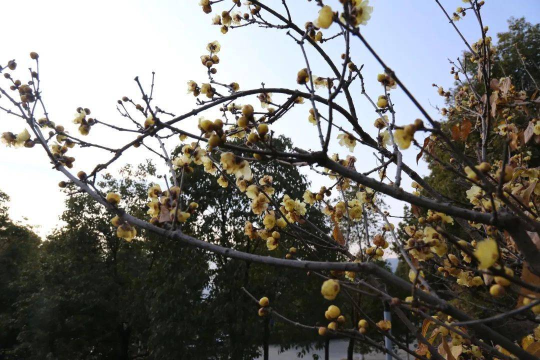 暗香浮动真香警告宁南金钟山景区腊梅已上线啦