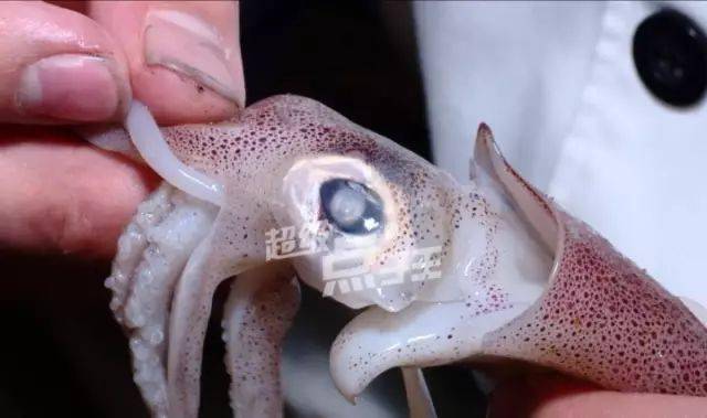 三看表皮,表皮光泽红亮,肉质偏白净透明的就是新鲜鱿鱼.▽