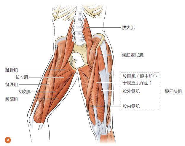 膝盖肌肉分布图图片