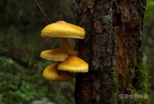 真菌多糖~健康的保护神_食品