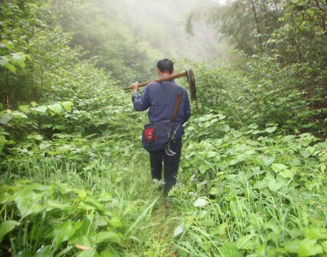 秦岭深山采药人图片