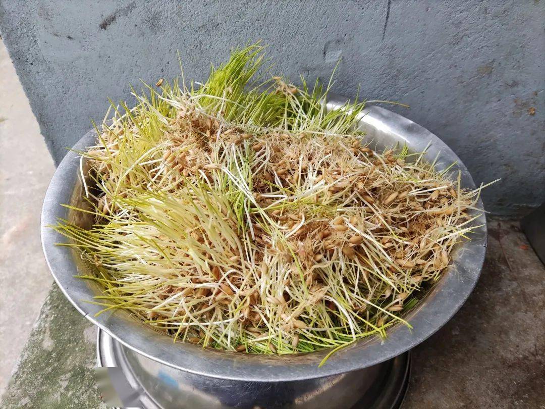 麦芽的香气行家呀