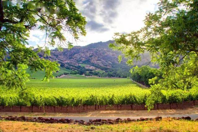 《云中漫步》的取景地,这里有醇香的葡萄酒,也有风光怡人的葡萄园