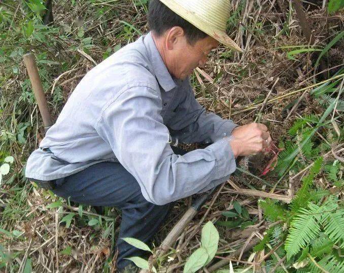 開眼界74銅鼓深山採藥人遇到的奇花異草蛇蟲野物