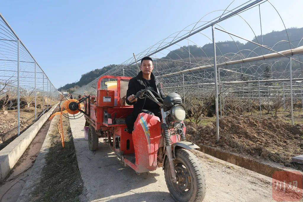 不当企业家当农民他在万源魏家镇种果树过上向往的生活