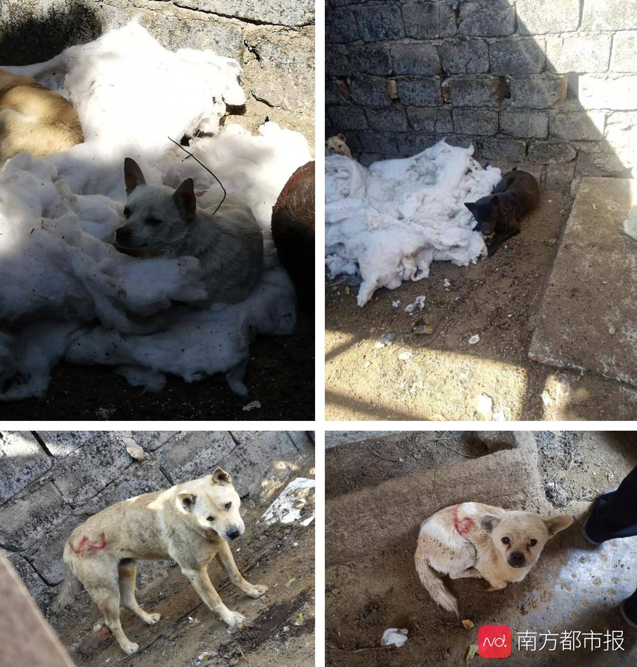 两男子在普宁陆丰等地用铁丝套狗偷狗已落网警方发认领通告