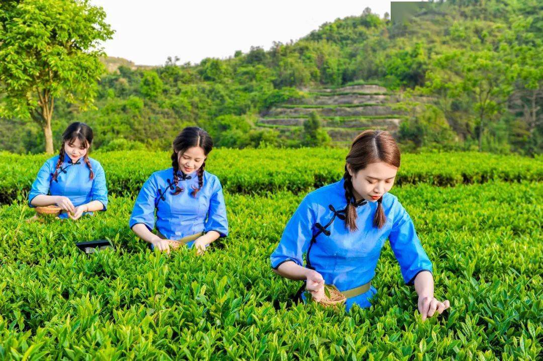 纳税回馈原产地八马茶业成为安溪铁观音武夷岩茶原产地纳税双冠