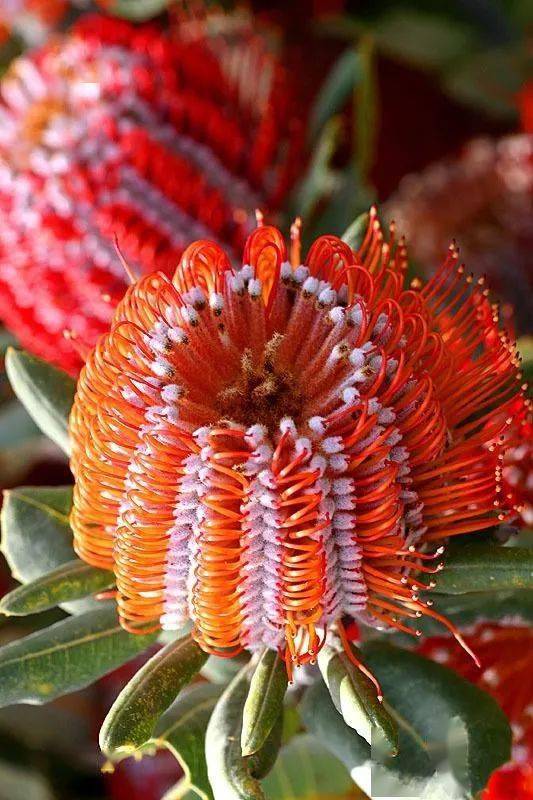 2点,3点,4点,5点 愿你看到后豁然开朗 生活更加幸福 再送你罕见的奇花