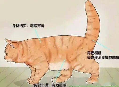 了解英国短毛猫什么毛色最贵 颜色