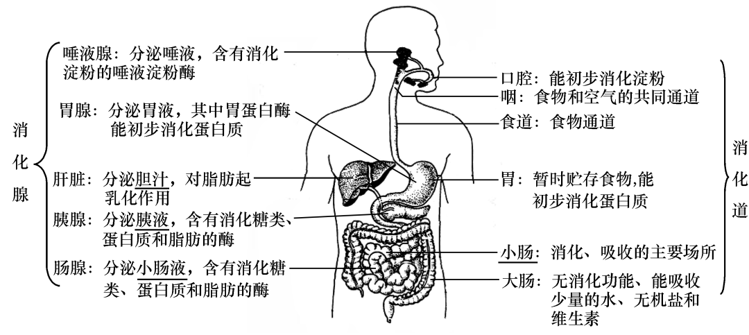 消化系统的组成及功能