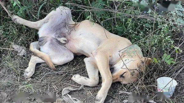 看到自家金毛犬满脸血倒地差点吓哭结果走过去一看