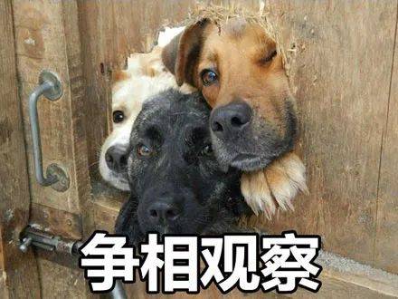 當普通狗狗看到警犬時，會覺得是警察來了嗎？ 萌趣萌寵 第2张