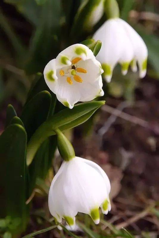 素材一組雪蓮花照片素材欣賞