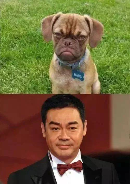 楊丞琳曬出一張照片引起全網爆笑：這是李榮浩的娃嗎？哈哈哈哈哈！ 萌趣萌寵 第32张