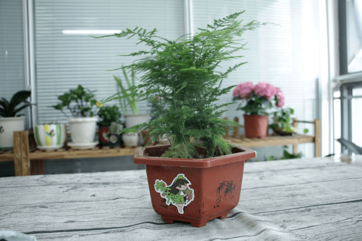 阳台种什么植物好养又不伤花 cae55b97fa844487ac9857fb71894369.png