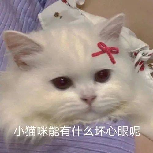 「小貓咪有什麼壞心眼呢？」 那可太多了... 萌趣萌寵 第2张