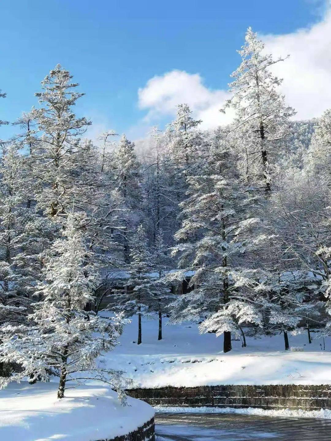 在玉龙雪山的冰雪森林,我期待你也在场_雪松