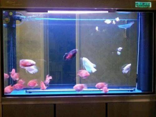 鱼友把十几种壕鱼混养在龙鱼缸里 一眼望去 龙鱼都被挤角落了 观赏鱼