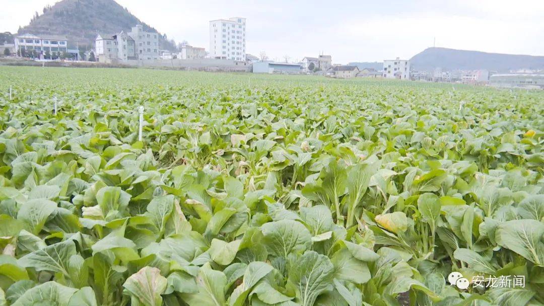 安龍綠色蔬菜暢銷沿海城市