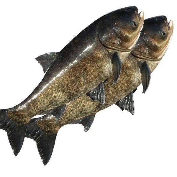 散装鲜活包头鱼限时特惠:8.58元/500g万全盐水鸡限时特惠:31.